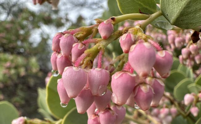 Close-up of common manzanita bloom. A. Henderson.