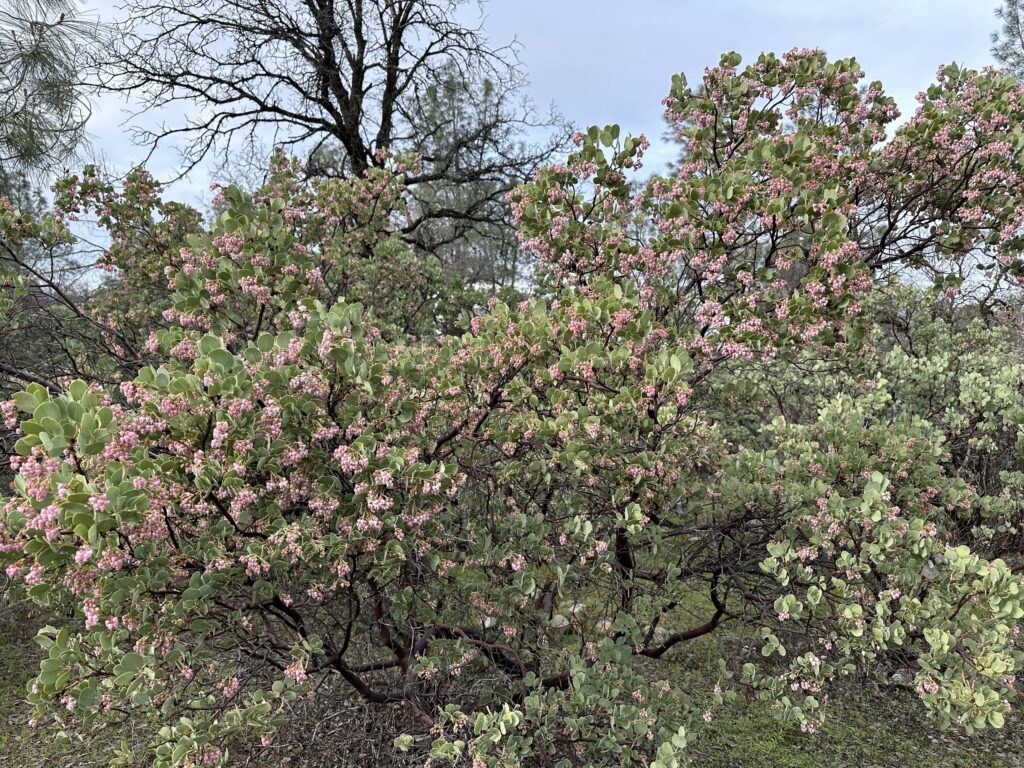 Common manzanita in flower. A. Henderson.