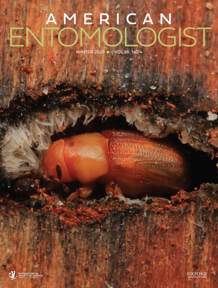 Bark beetle photo by Don Owen, featured on the cover of American Entomologist.