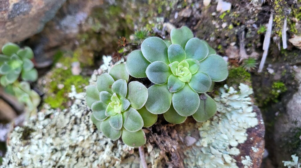 Stonecrop. D. Mandel.