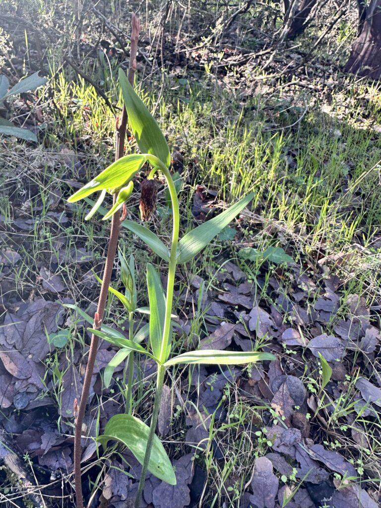 Chocolate lilies, checkered fritillaries. A. Henderson