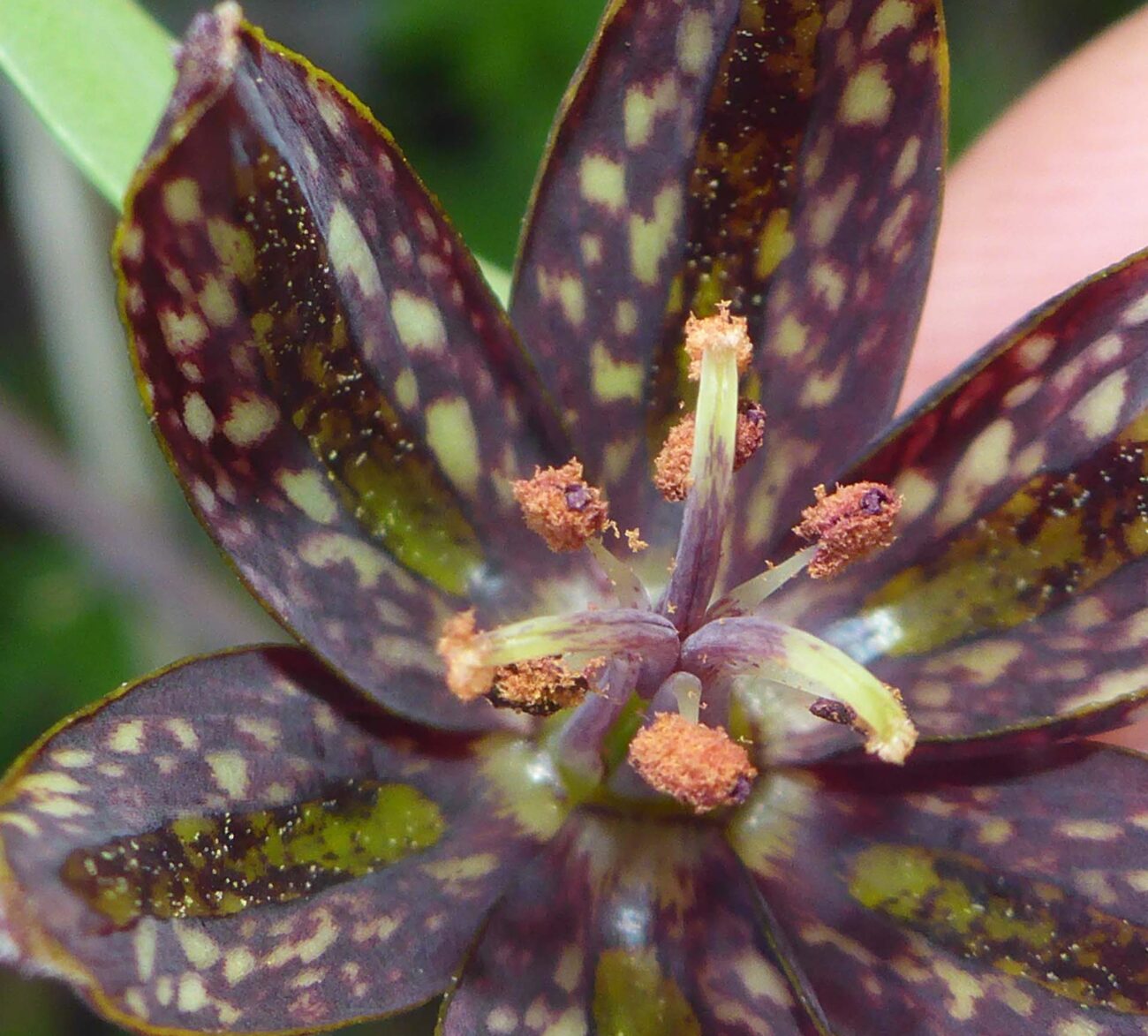 Checkered fritillary close-up. D. Burk.