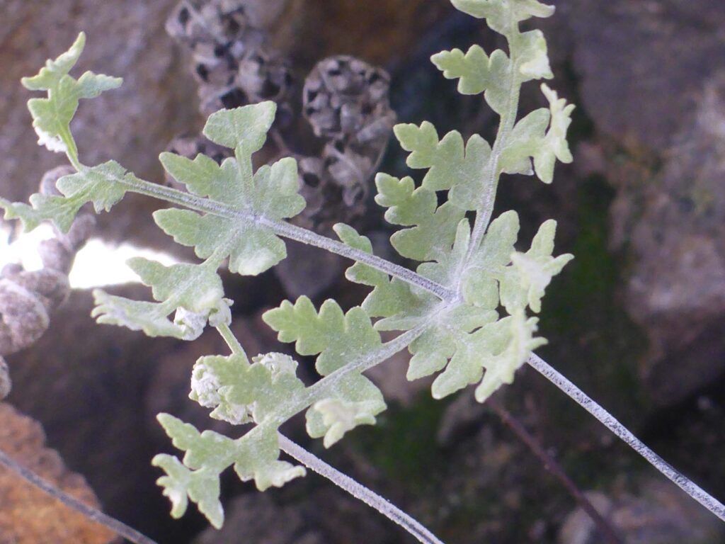 Silverback fern close-up. D. Burk.