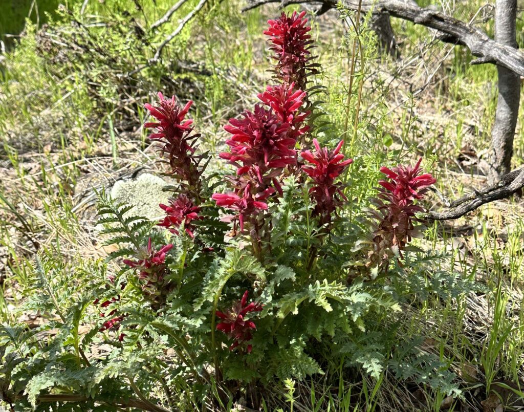 Indian-warrior. A. Henderson.