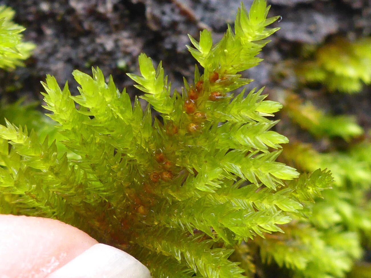 Dendroalsia abietina. D. Burk.