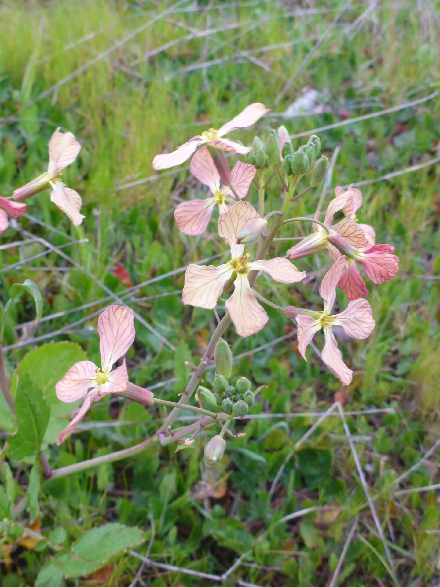 Wild radish color mutation. D. Burk. Yana Trail, March 10, 2024.