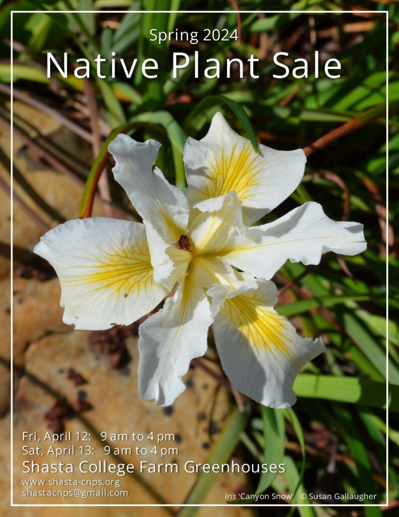Spring 2024 Spring Native Plant Sale poster. S. Gallaugher.