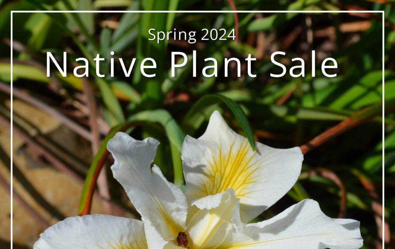 Spring 2024 Native Plant Sale. S. Gallaugher.