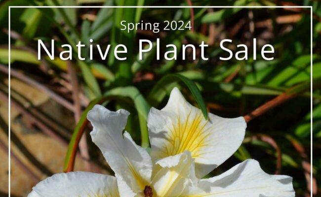 Spring 2024 Native Plant Sale. S. Gallaugher.