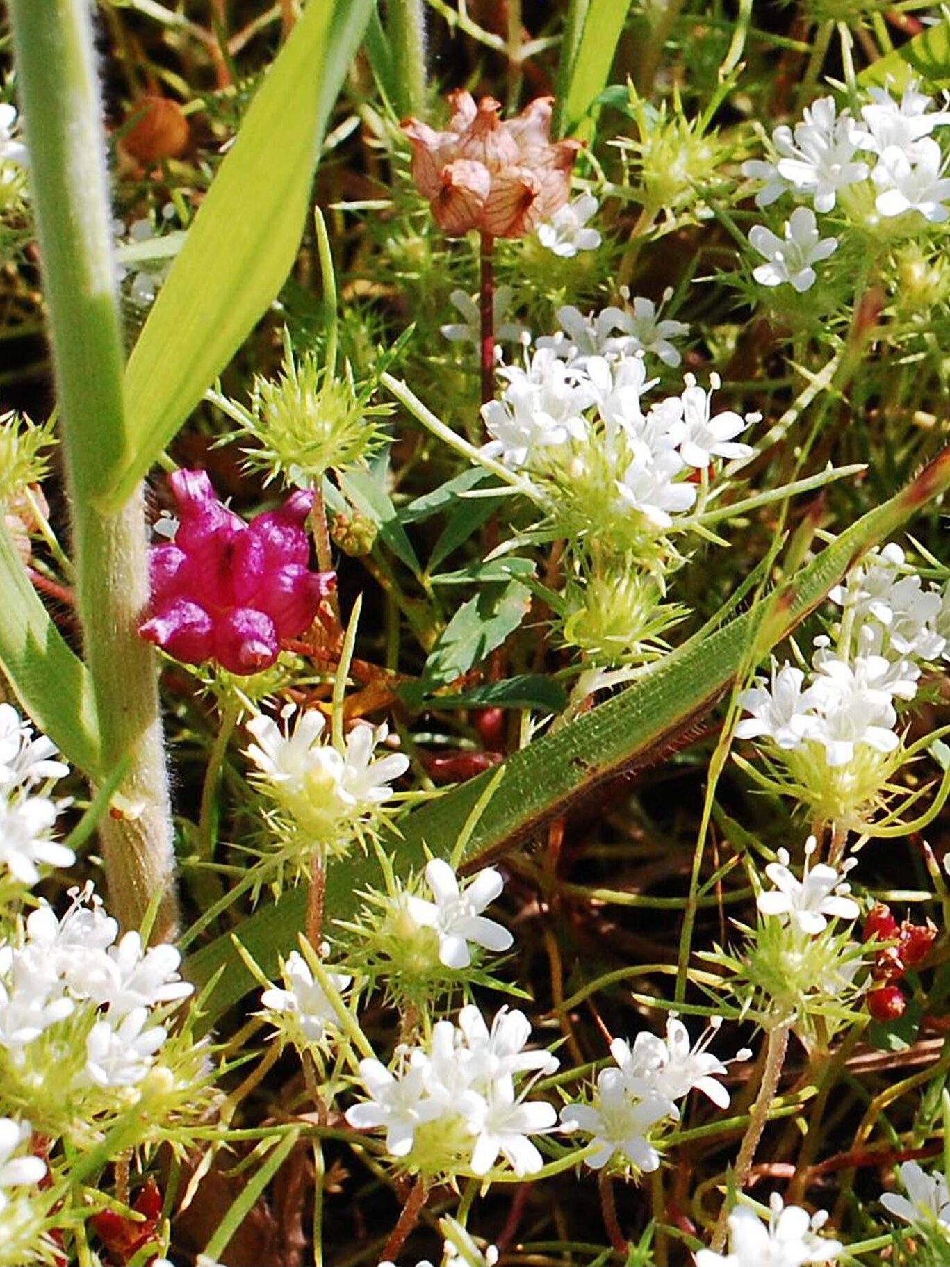 Cowbag clover and white-flowered navarretia. B. Peck. Hog Lake. 4-21-24.