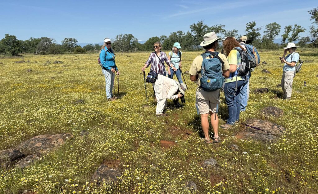 Field trip attendees amidst yellows explosion. G. Lockett.