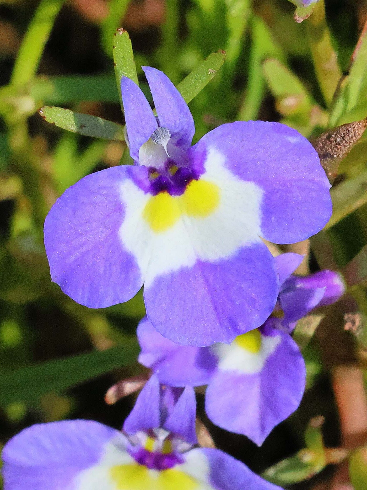 Double-horned downingia. D. Owen. Hog Lake. 4-21-24.