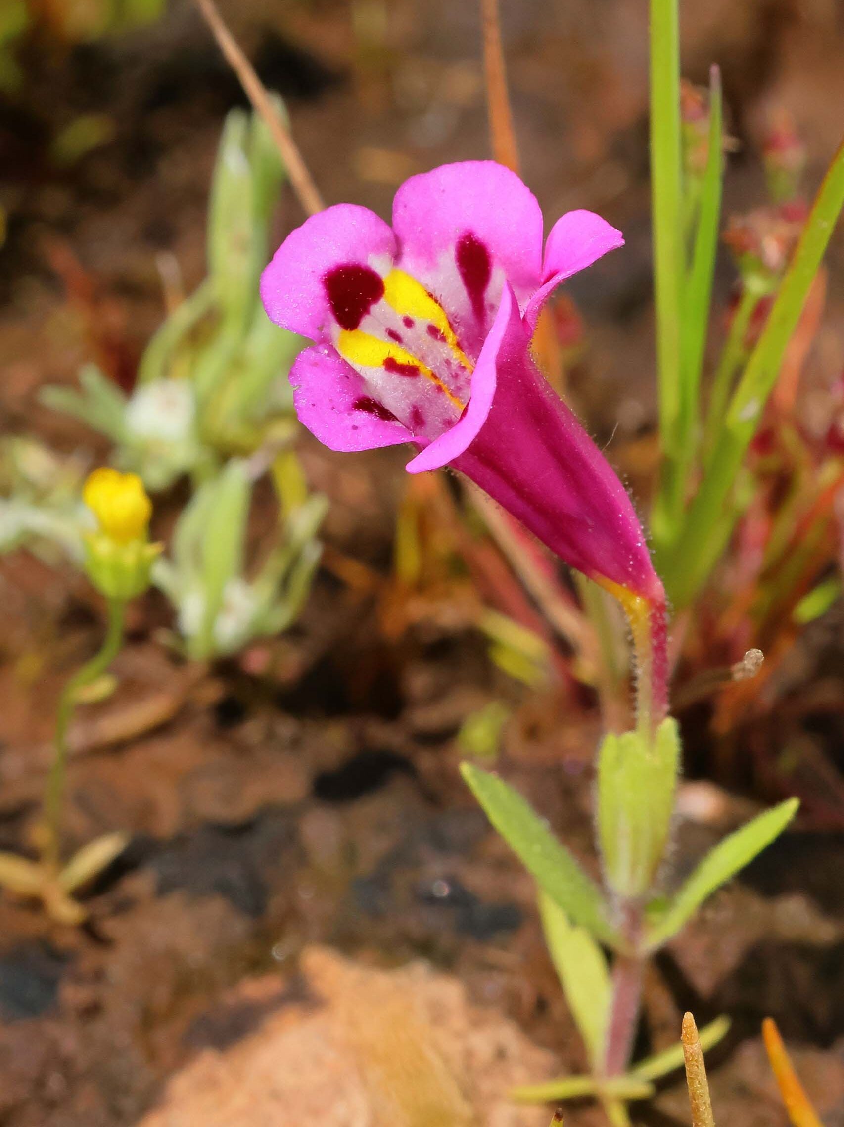 Tricolor monkeyflower. D. Owen. Hog Lake. 4-21-24.