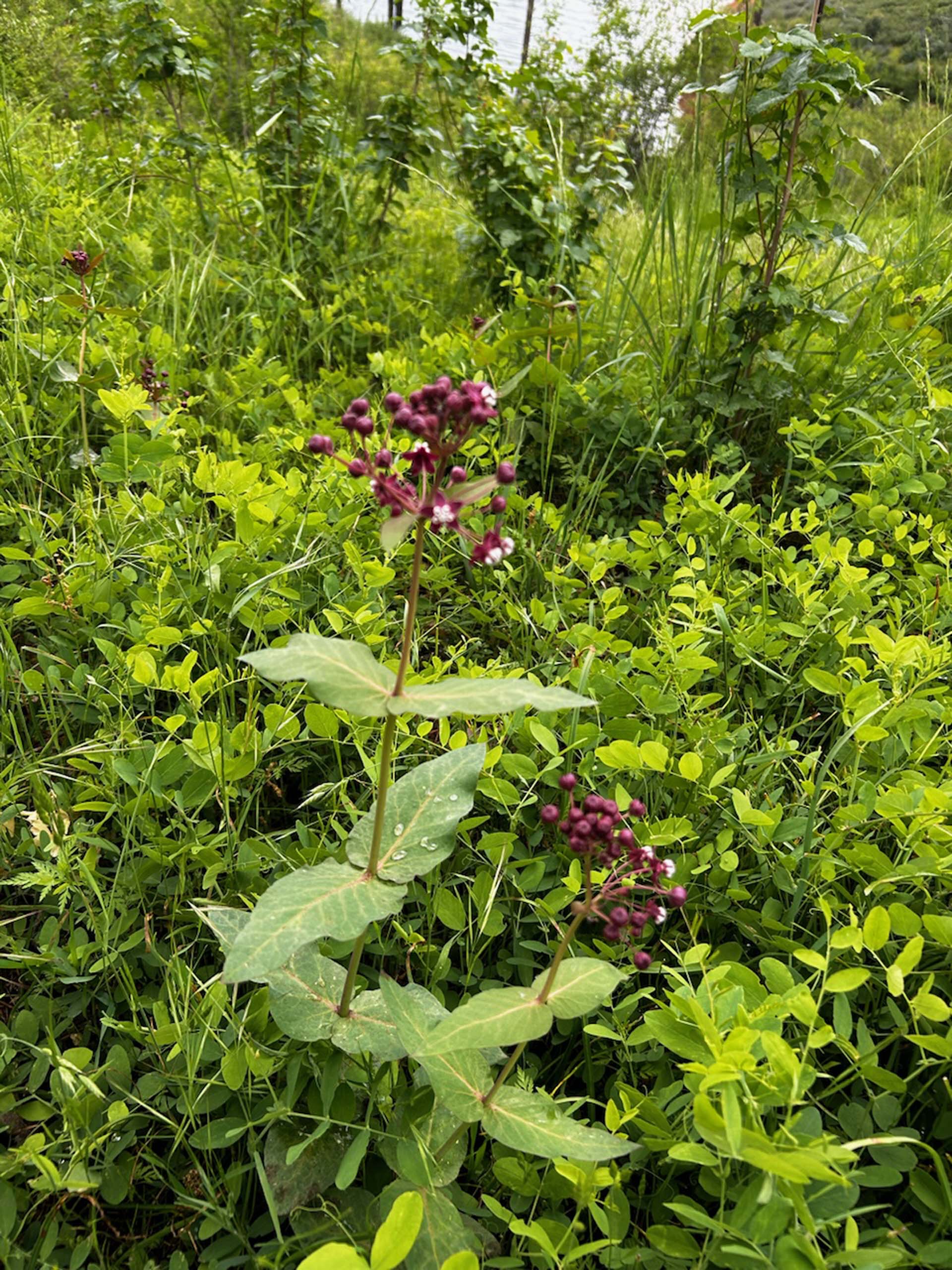 Purple milkweed. K. Urlie. Waters Gulch. April 25, 2024.