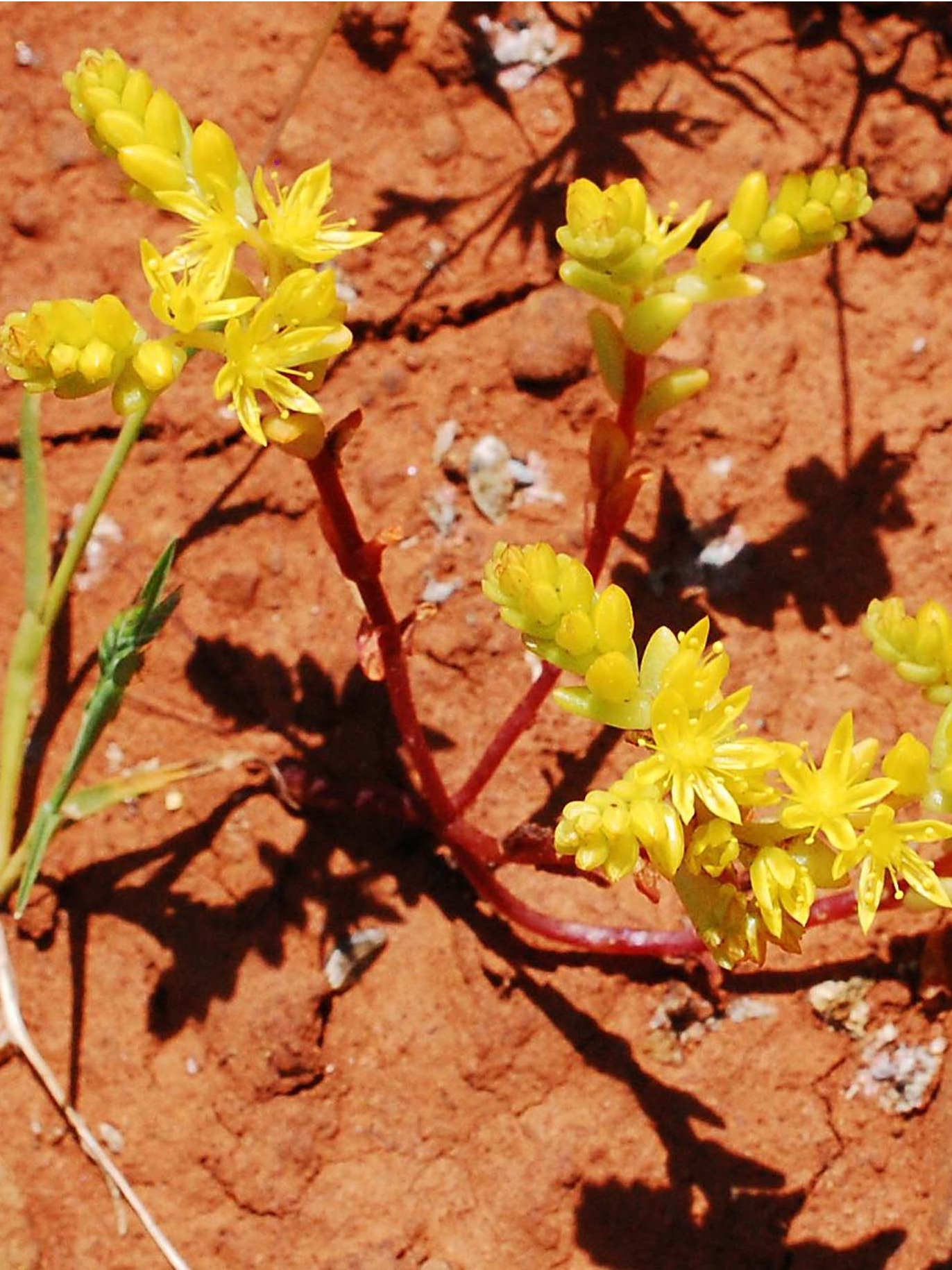 Dwarf-stonecrop. B. Peck. Hog Lake. 4-21-24.