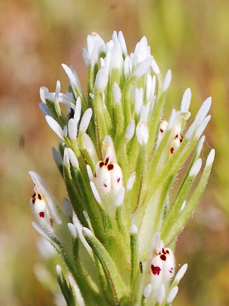 Valley-tassels. B. Peck. Hog Lake. 4-21-24.