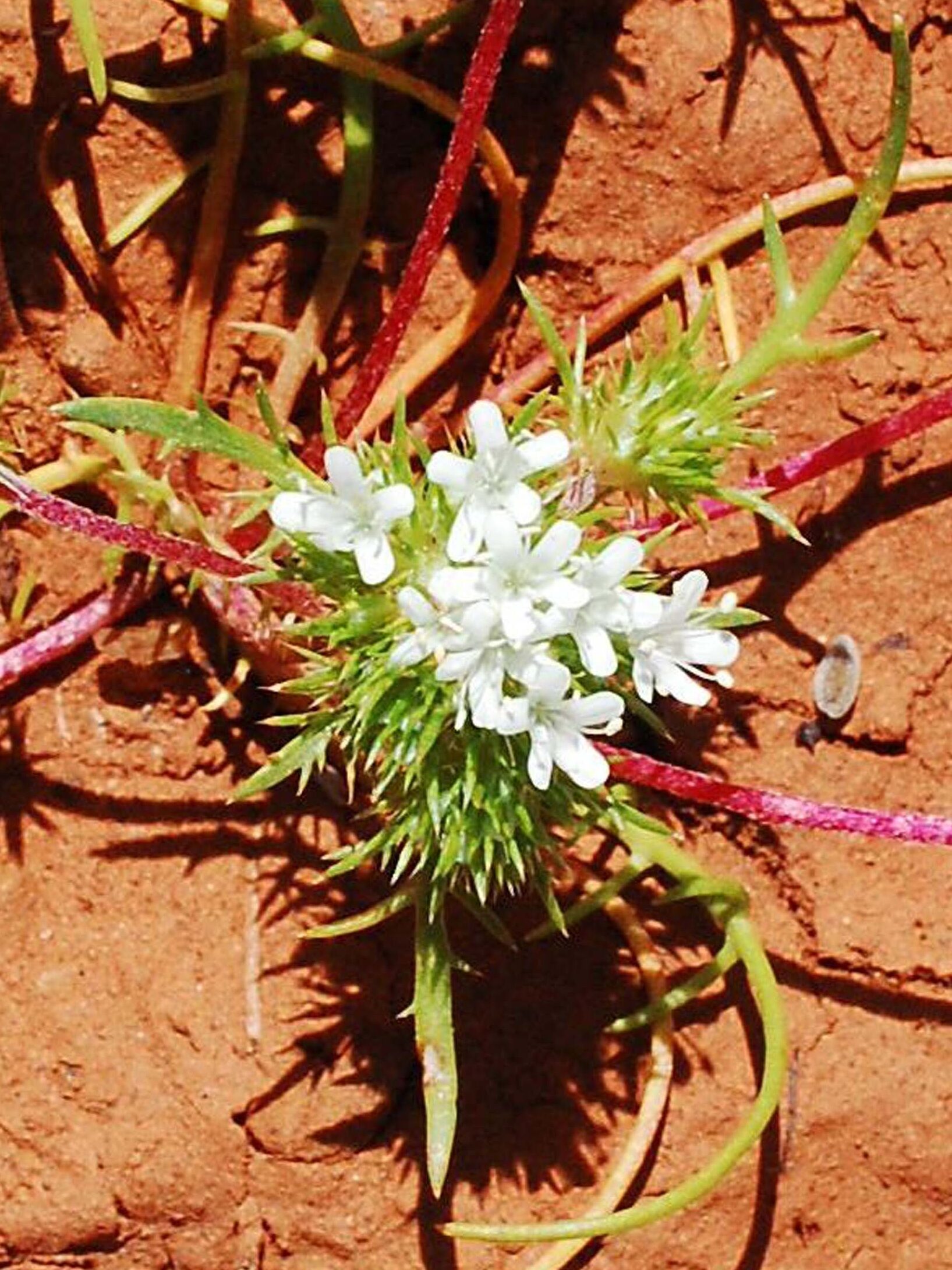 White-flowered navarretia. B. Peck. Hog Lake. 4-21-24.