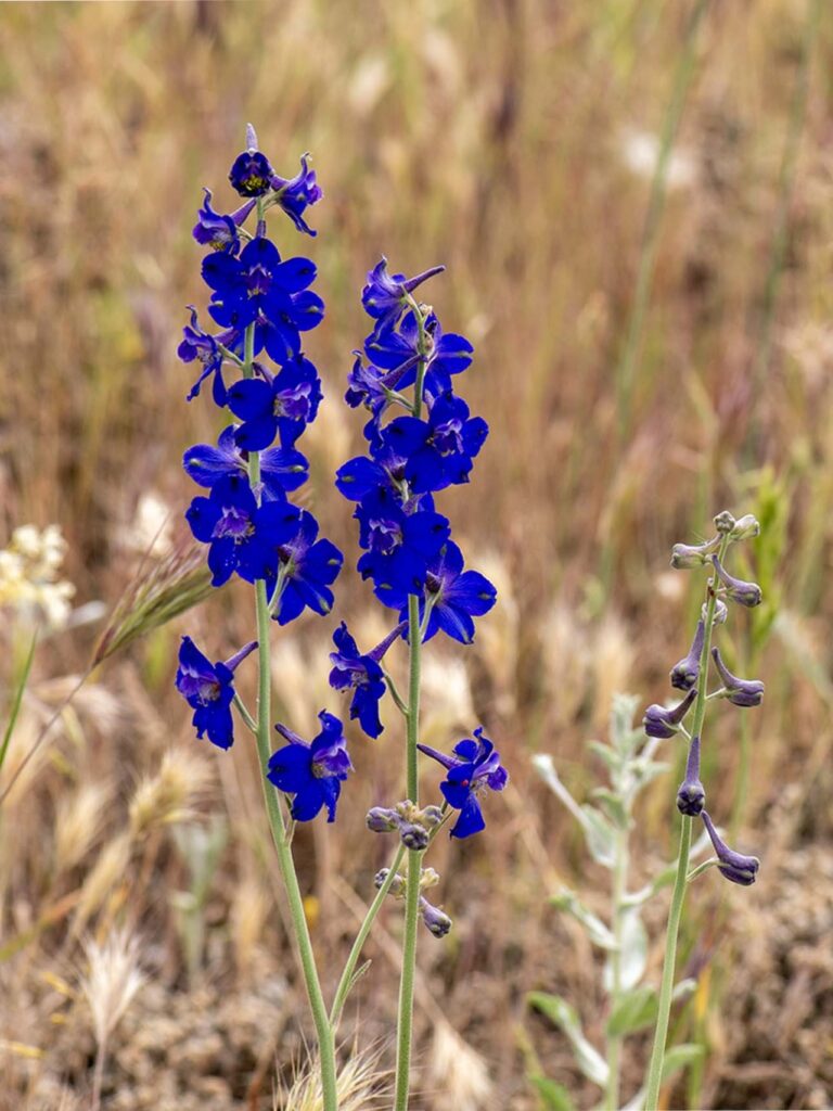 Royal larkspur. G. Lockett. Hog Lake. April 27, 2024.