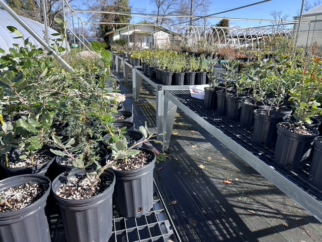 Native plant stock in winter. MA. McCrary.