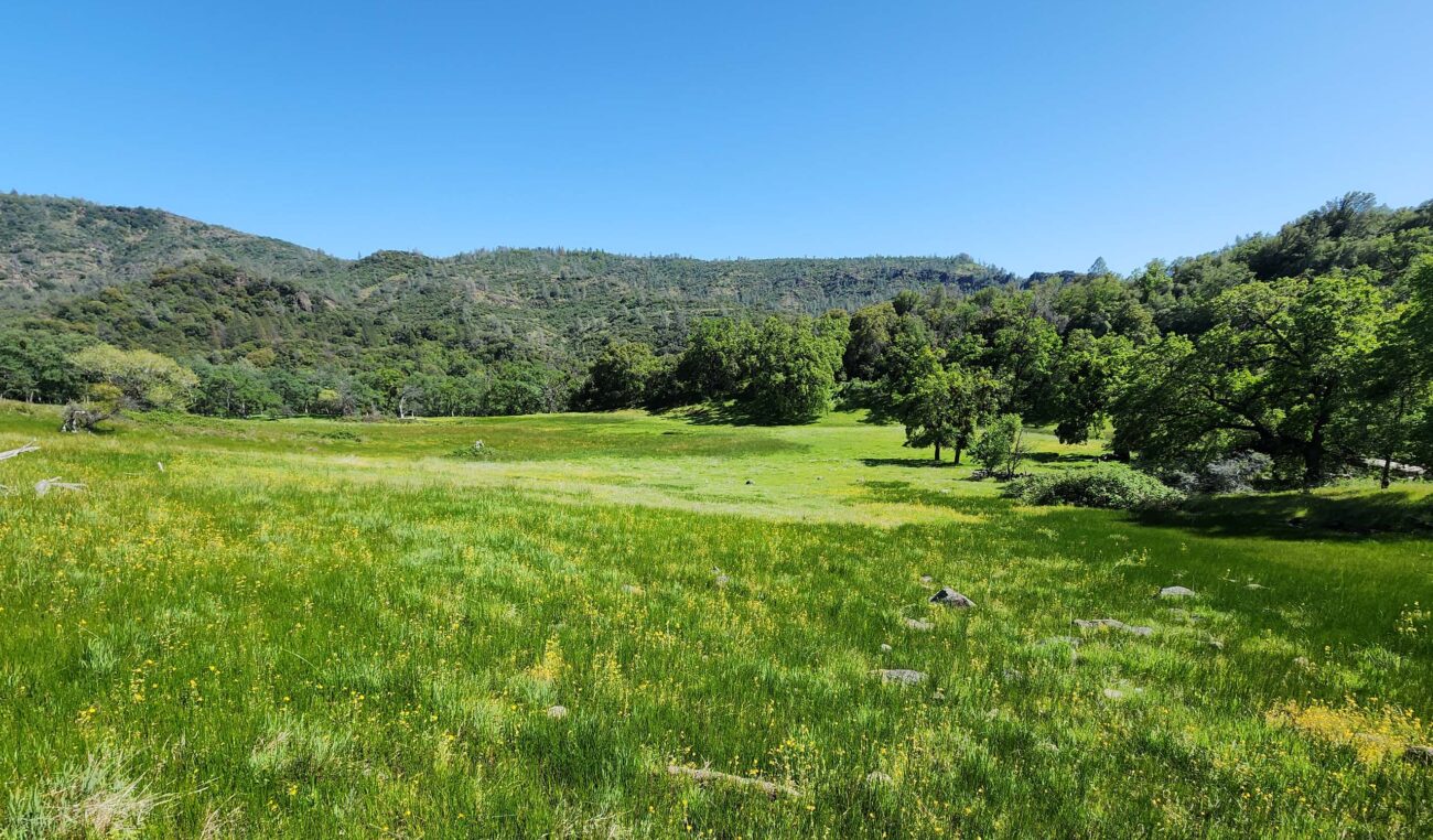 McClure Place meadow. D. Burk.