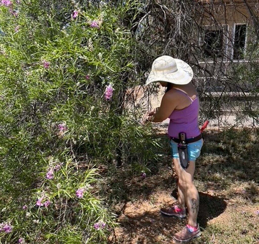 Nickey collecting seed. MA McCrary.