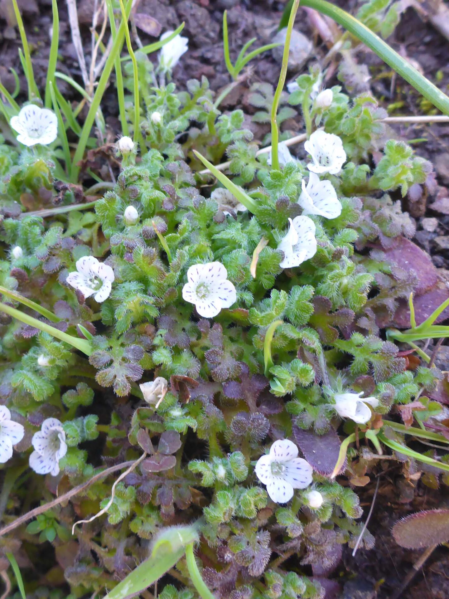 Meadow nemophila. D. Burk. McClure Trail 4-28-24.