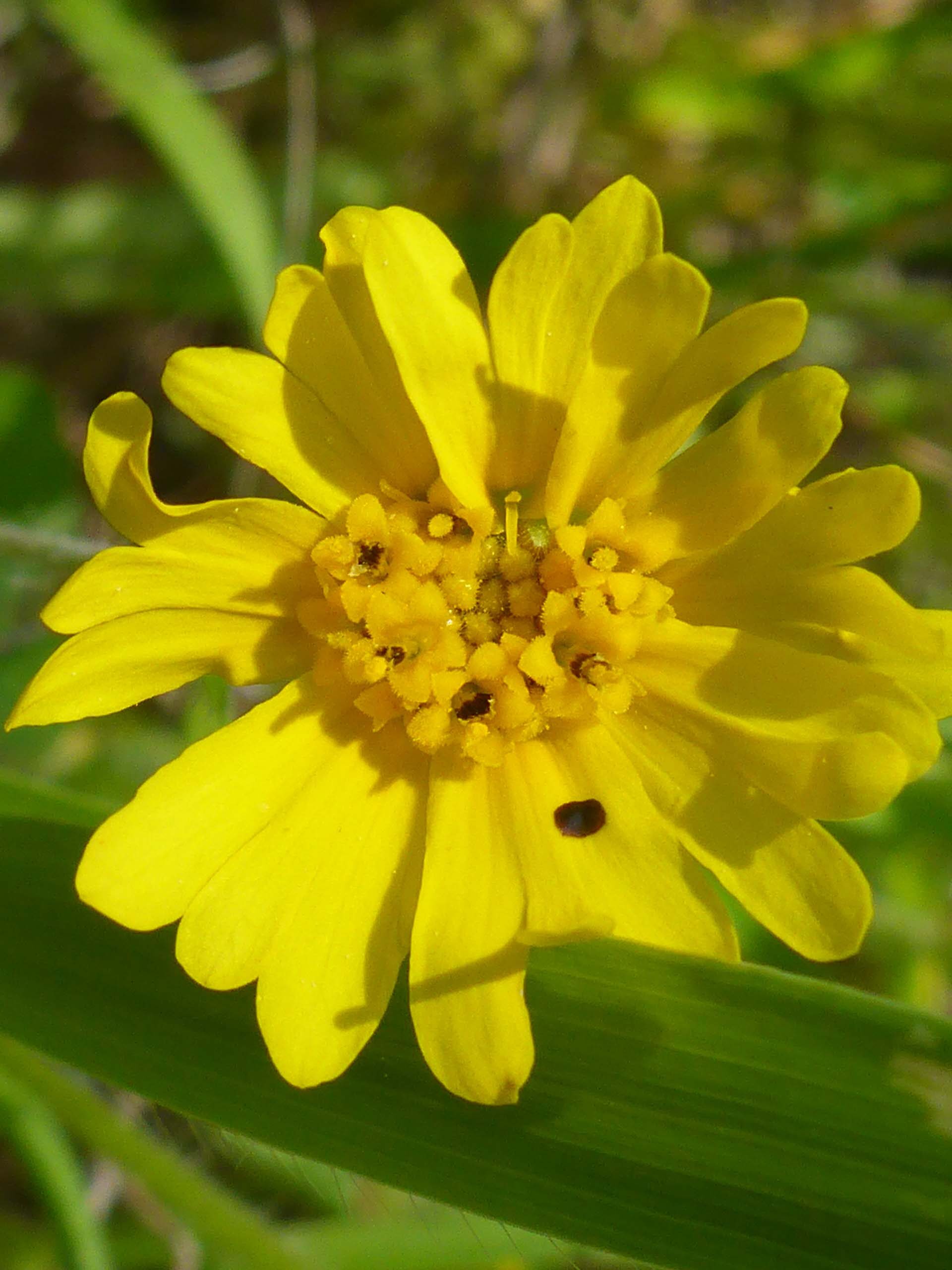 Bolander's tarweed. D. Burk. McClure Trail 4-28-24.