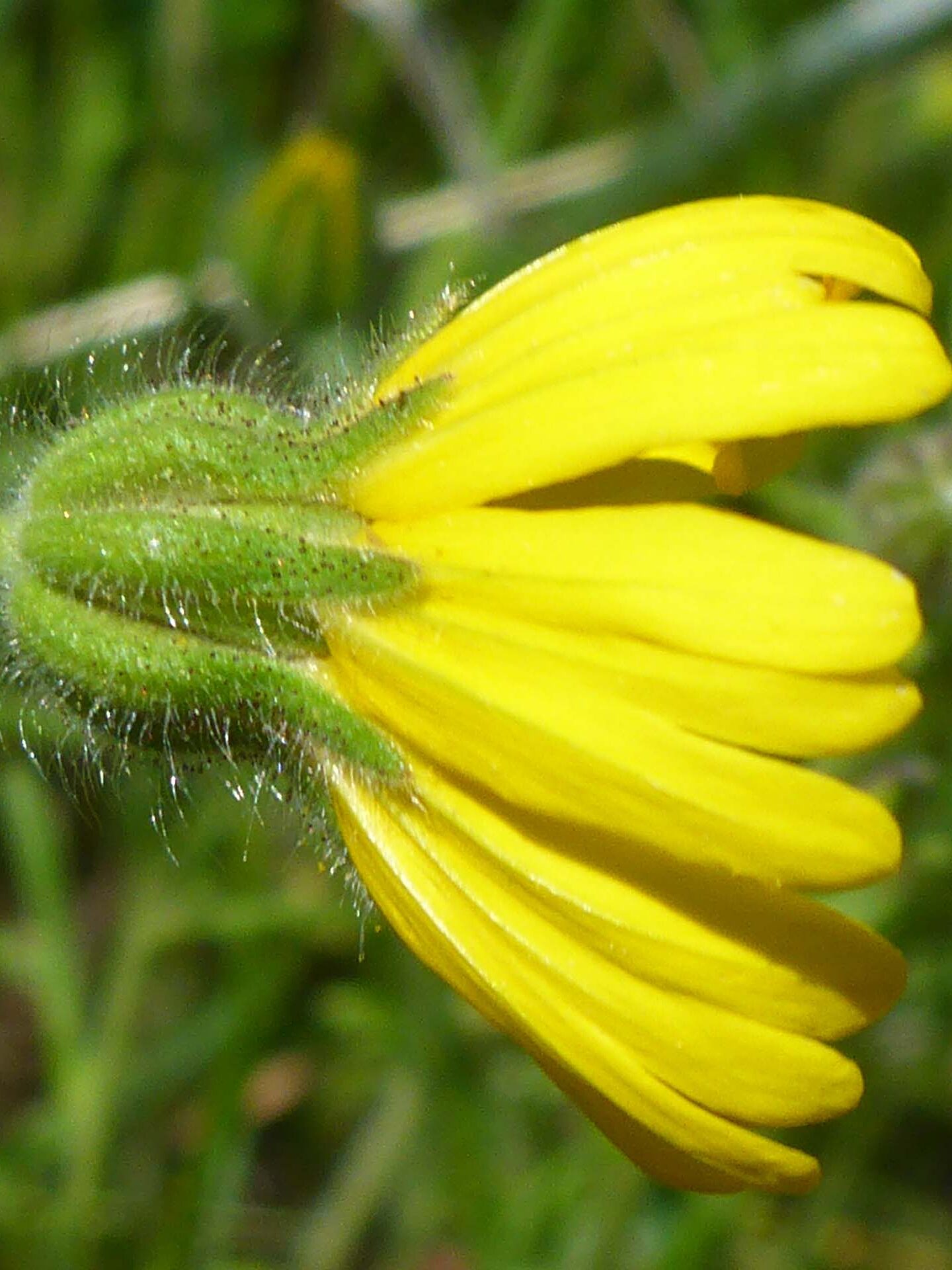 Bolander's tarweed. D. Burk. McClure Trail 4-28-24.