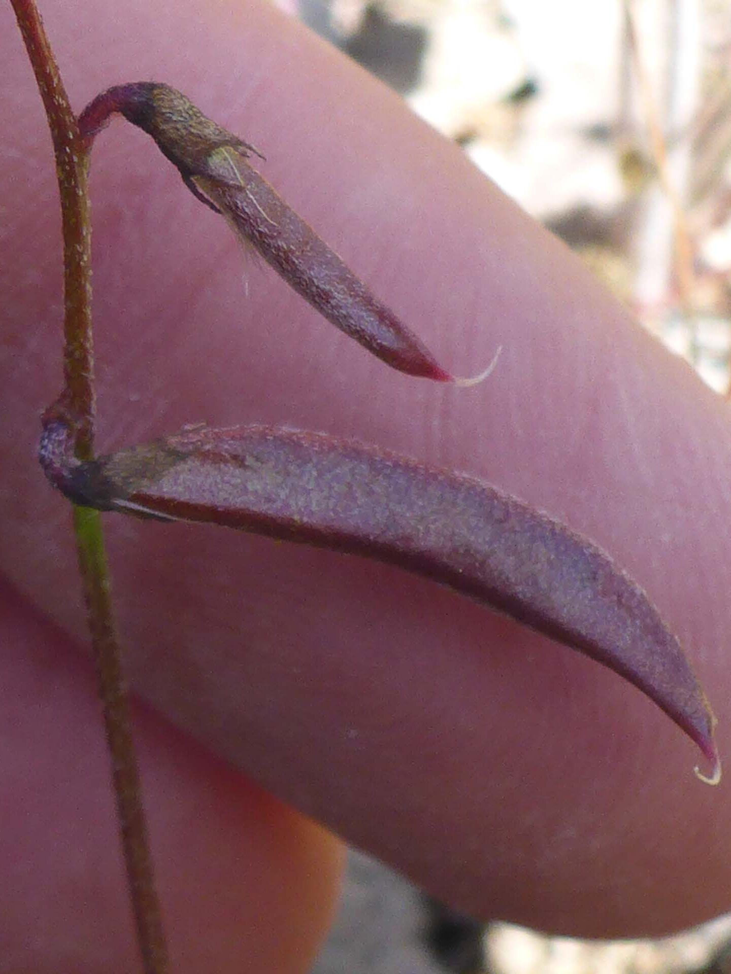 Depauperate milk-vetch seed pods. D. Burk. McClure Trail 4-28-24.