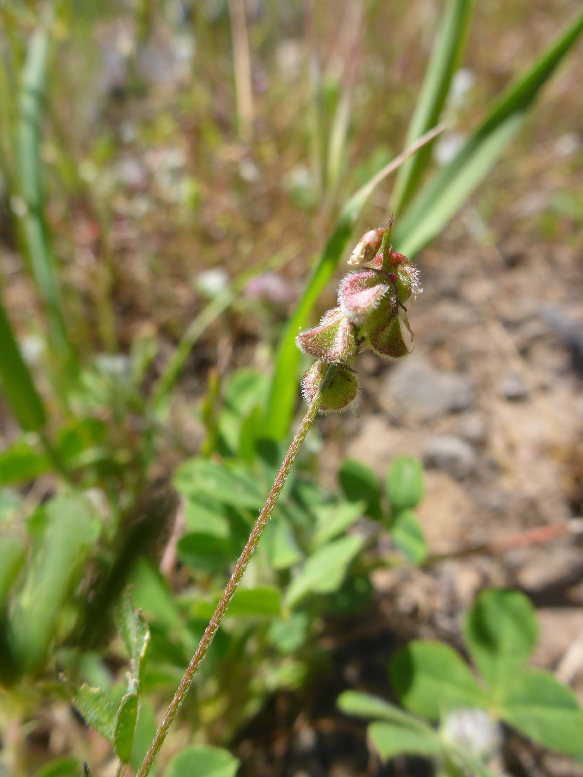 Gambel's milk-vetch seed pods. D. Burk. McClure Trail 4-28-24.