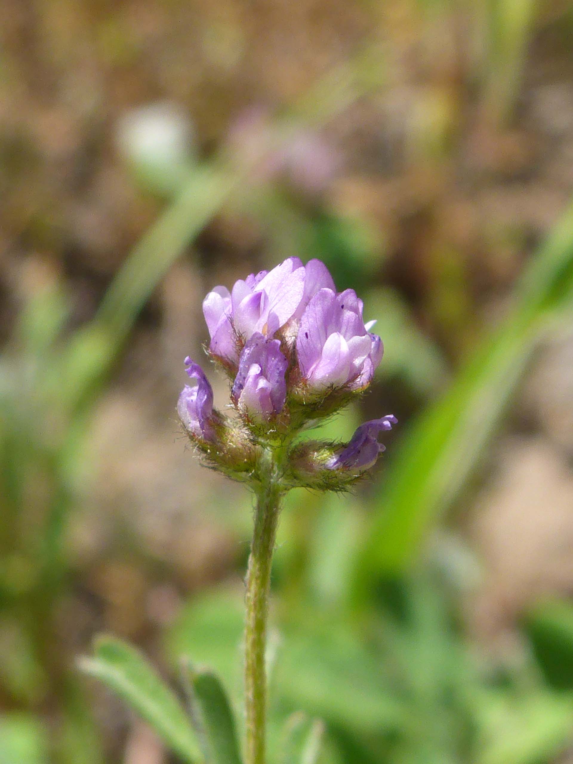 Gambel's milk-vetch. D. Burk. McClure Trail 4-28-24.