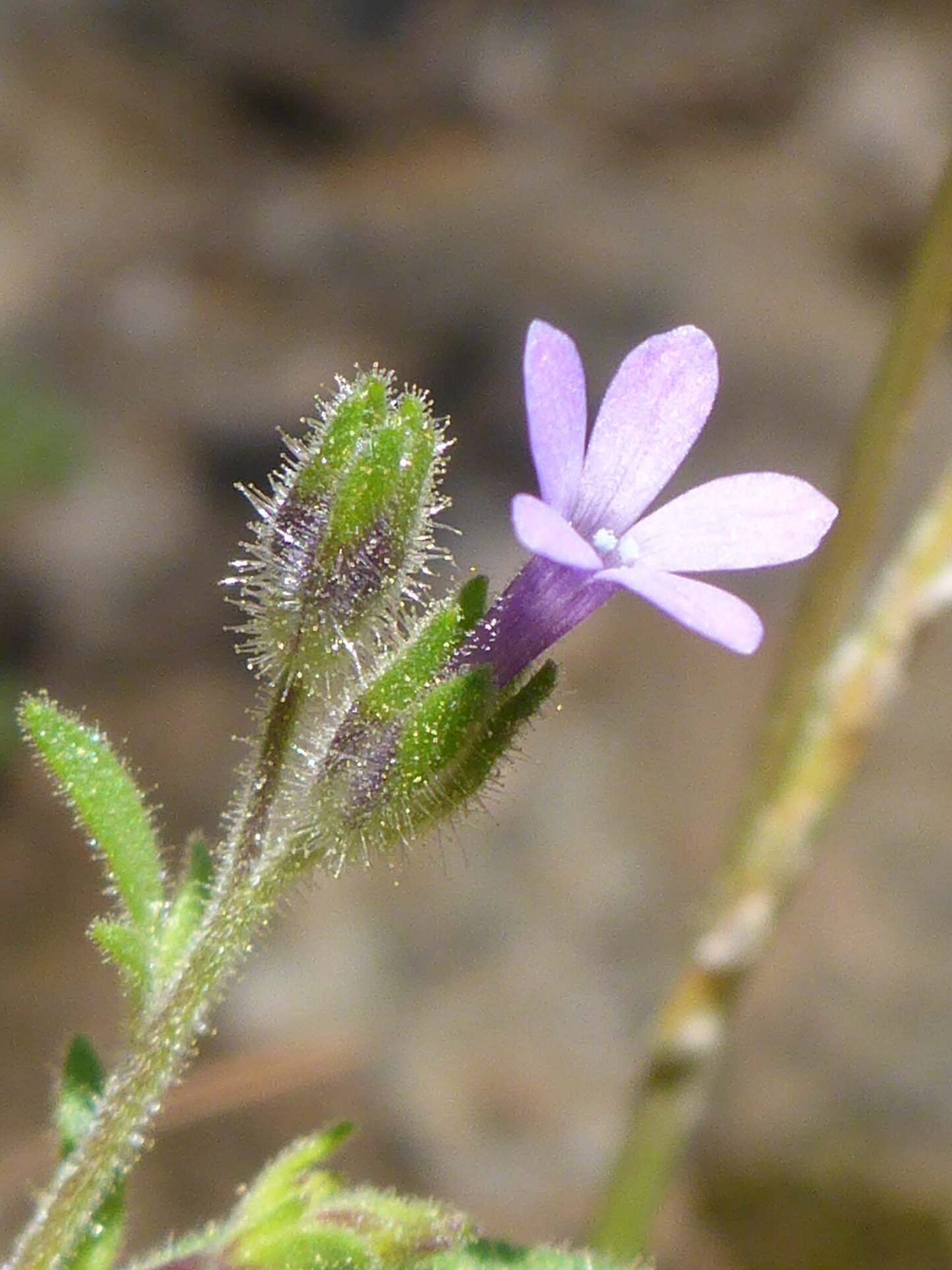 Straggling allophyllum. D. Burk. McClure Trail 4-28-24.