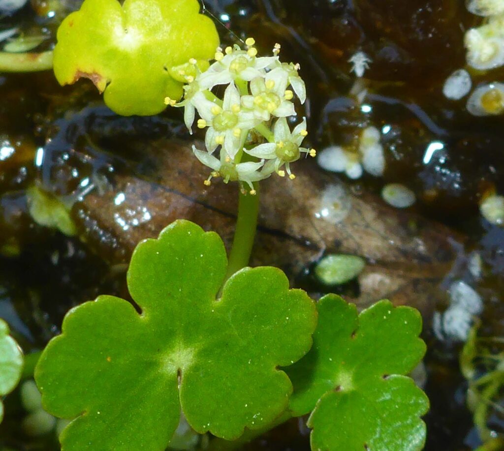 Floating marsh-pennywort flower. D. Burk.