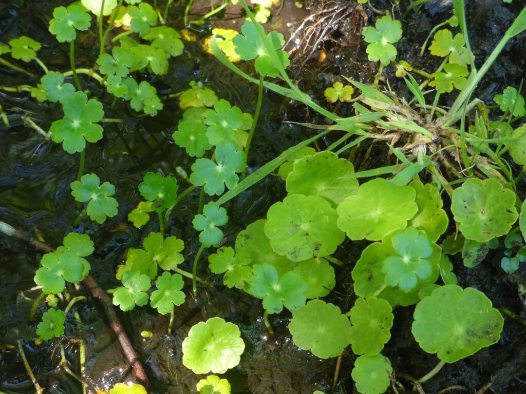 Both leaf forms of Hydrocotyle. D. Burk.