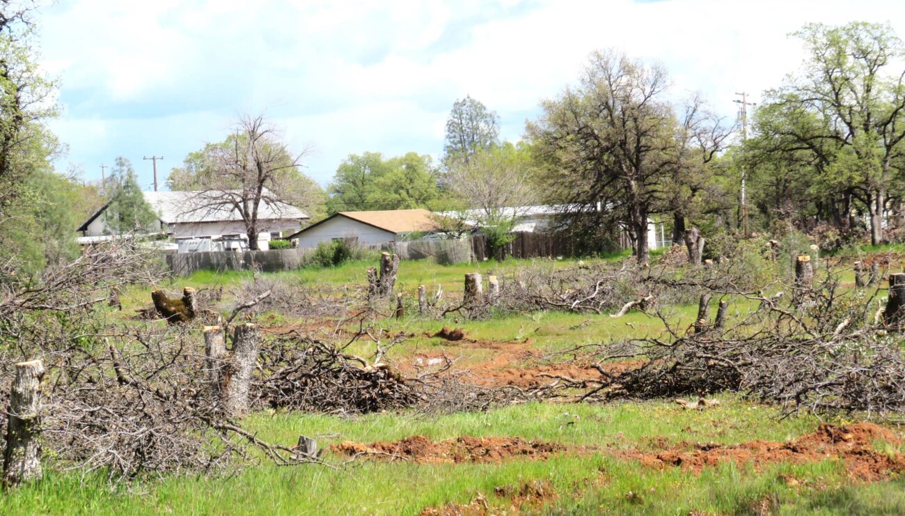 Downed oaks of Jordan Lane property. D. Ledger.