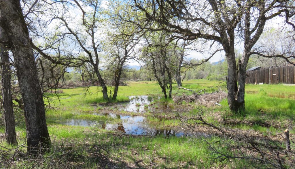 Wetlands on Jordan Lane property. D. Ledger.