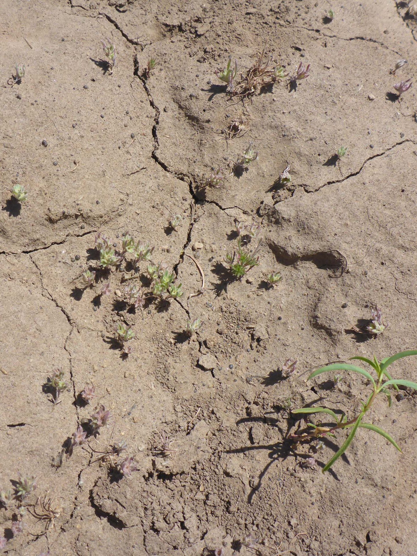 Just weeds in dried mud? D. Burk. Floyd Buckskin Memorial Trail. May 26, 2024.