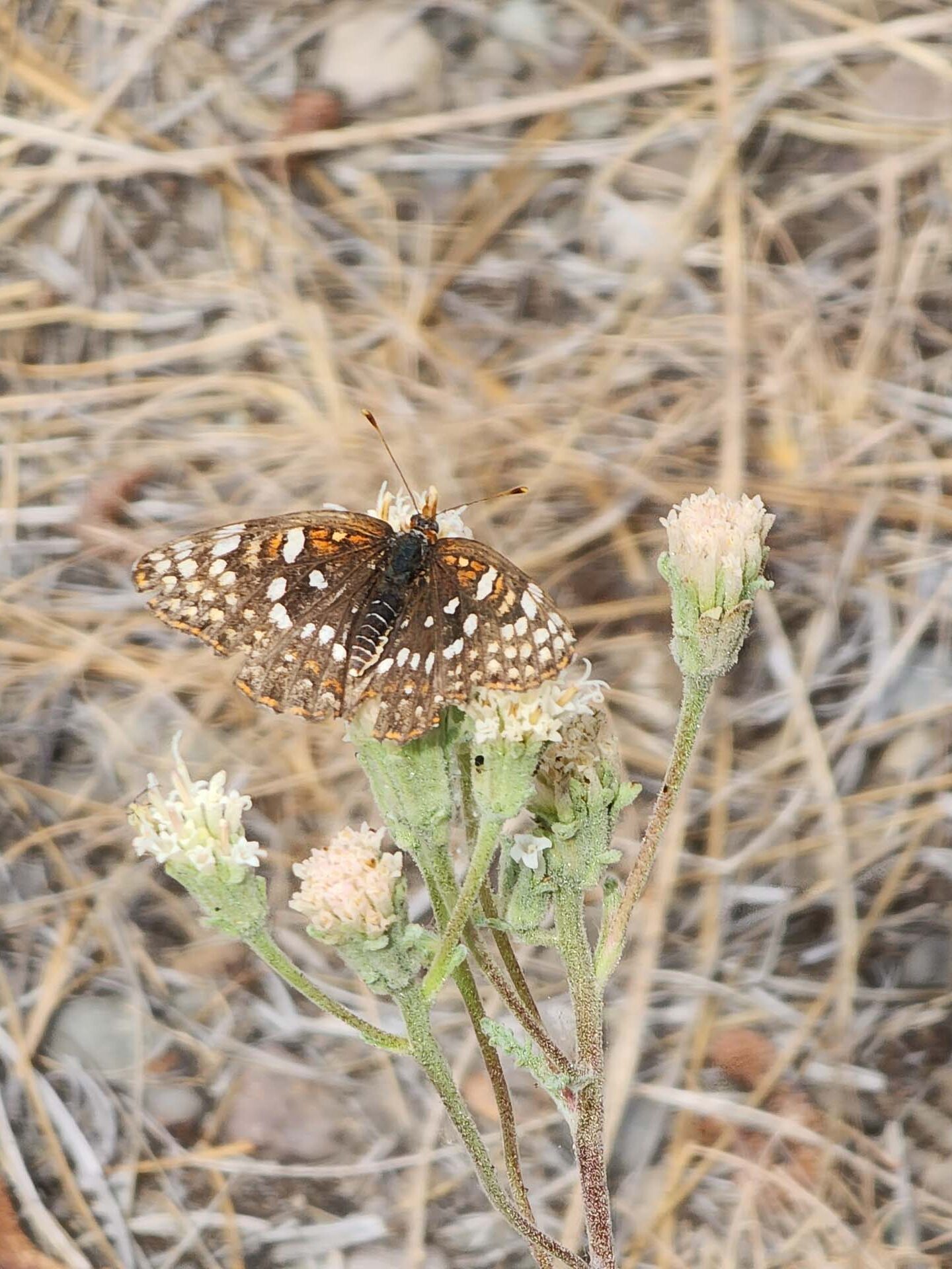 Metalmark on dusty-maidens. D. Burk. Cedar Creek Trail, Modoc National Forest. June 30, 2024.