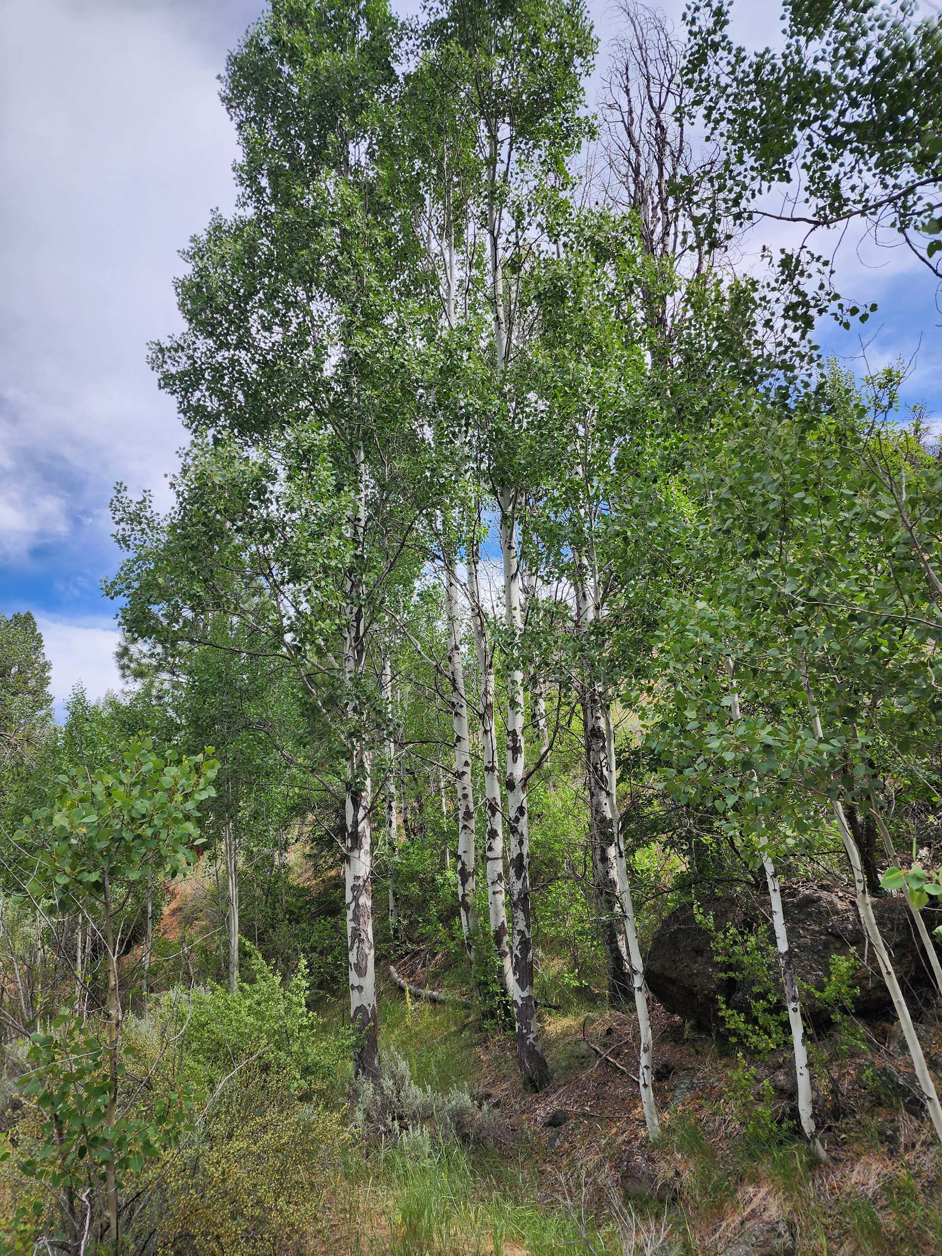 Quaking aspen. D. Burk. Cedar Creek Trail, Modoc National Forest. June 30, 2024.