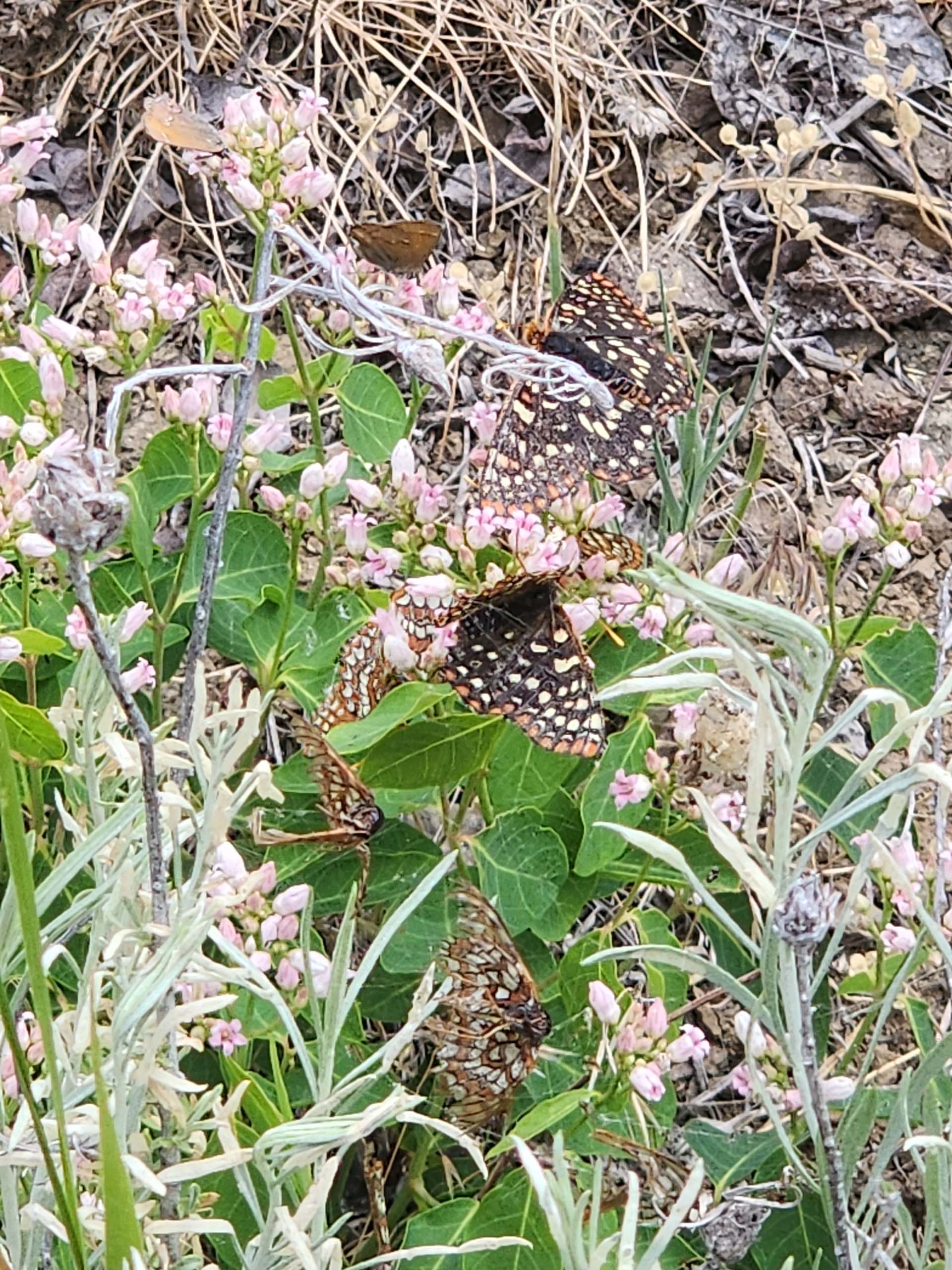 Checkerspots, metalmarks, and western dogbane. D. Burk. Cedar Creek Trail, Modoc National Forest. June 30, 2024.