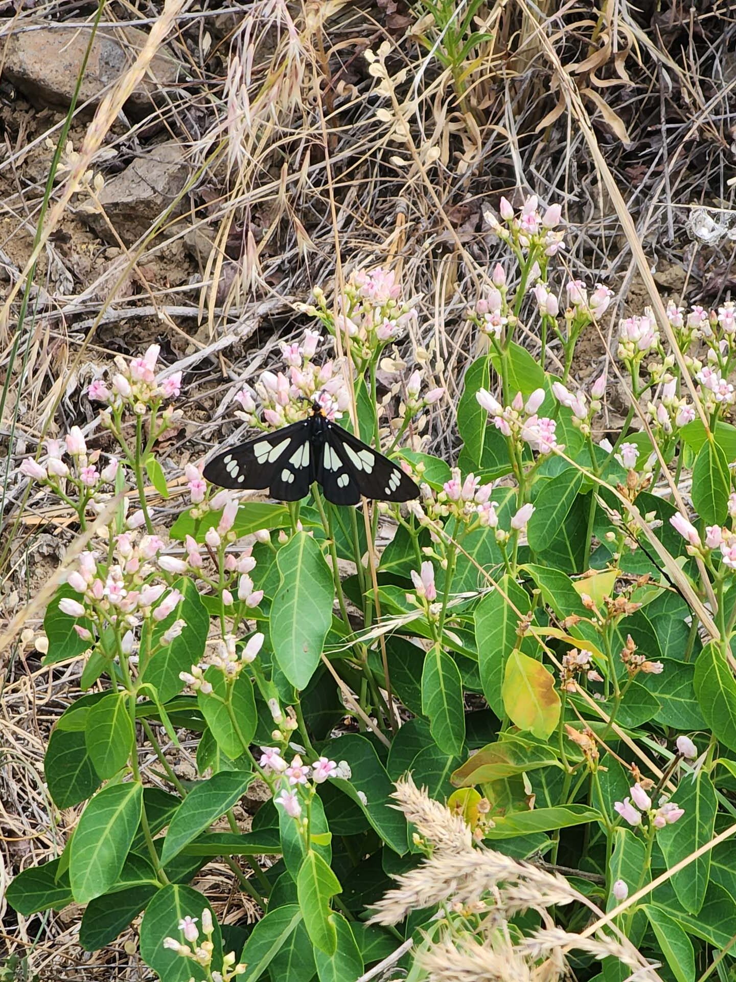 Sierran Pericopid moth on western dogbane. D, Burk. Cedar Creek Trail, Modoc National Forest. June 30, 2024.