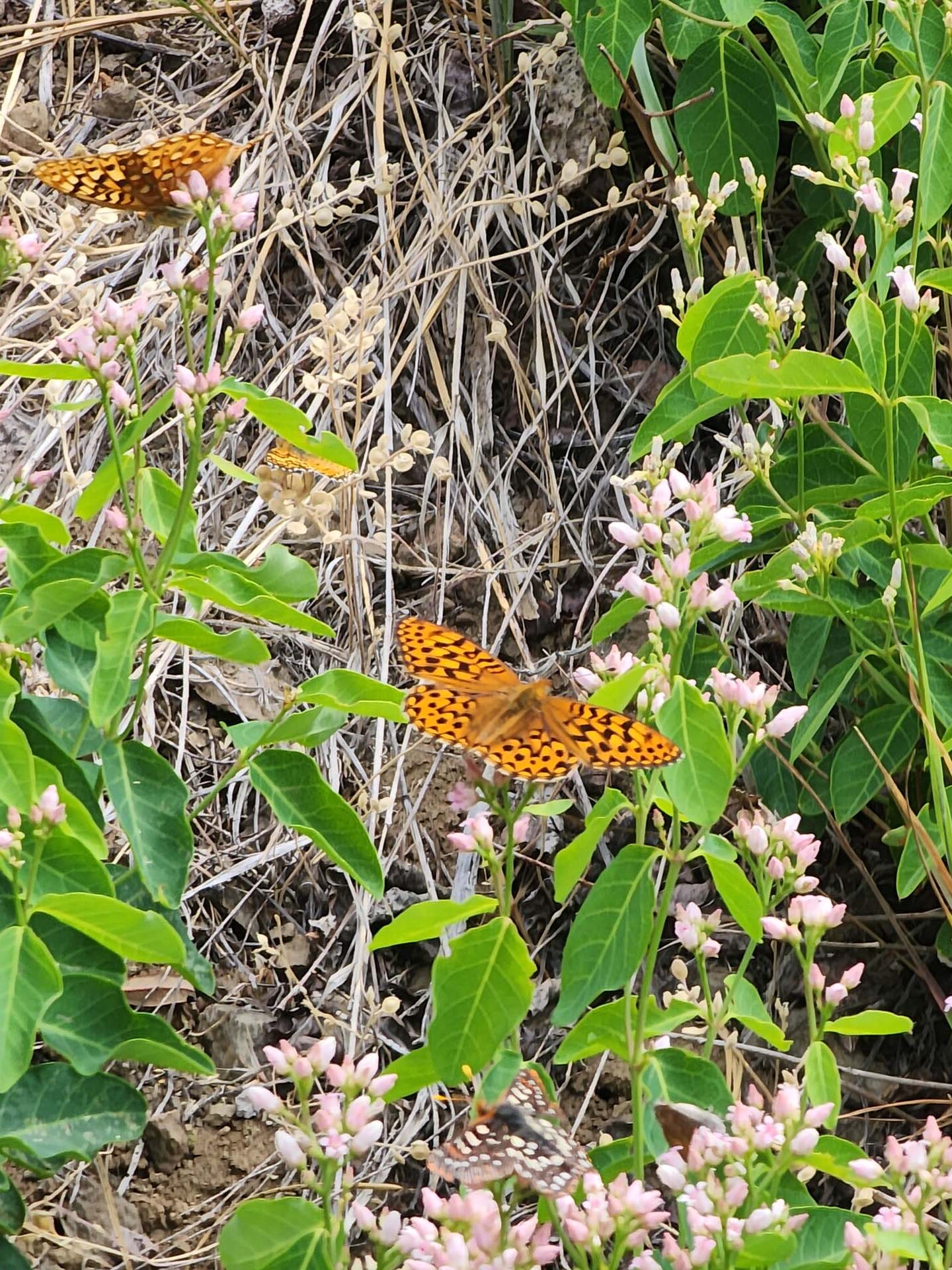 Fritillary on western dogbane. D. Burk. Cedar Creek Trail, Modoc National Forest. June 30, 2024.