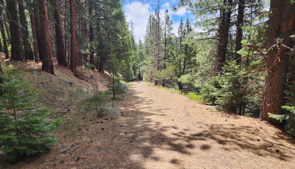 Road bed section of trail. D. Burk.