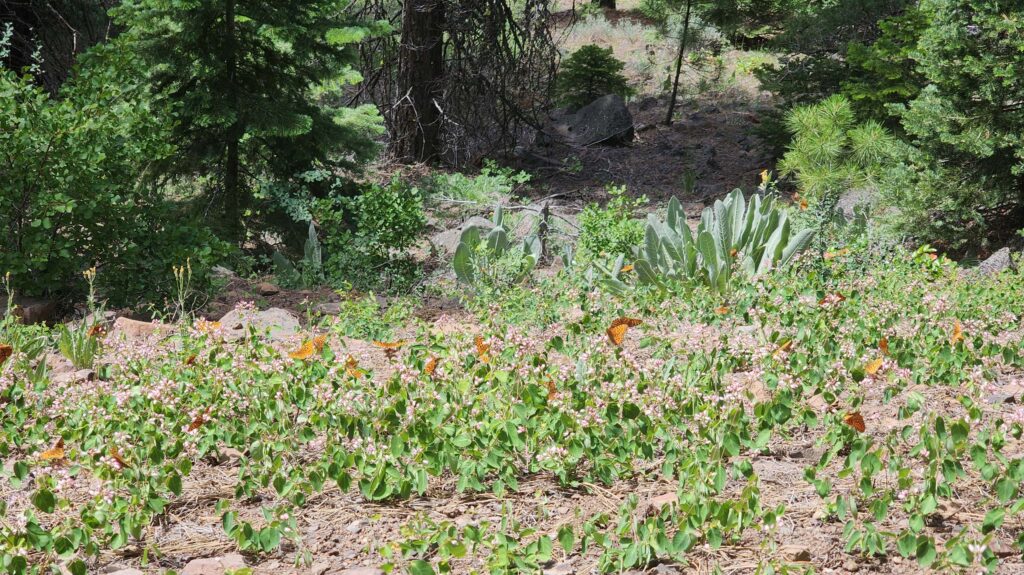 Fritillaries on mountain dogbane. D. Burk.