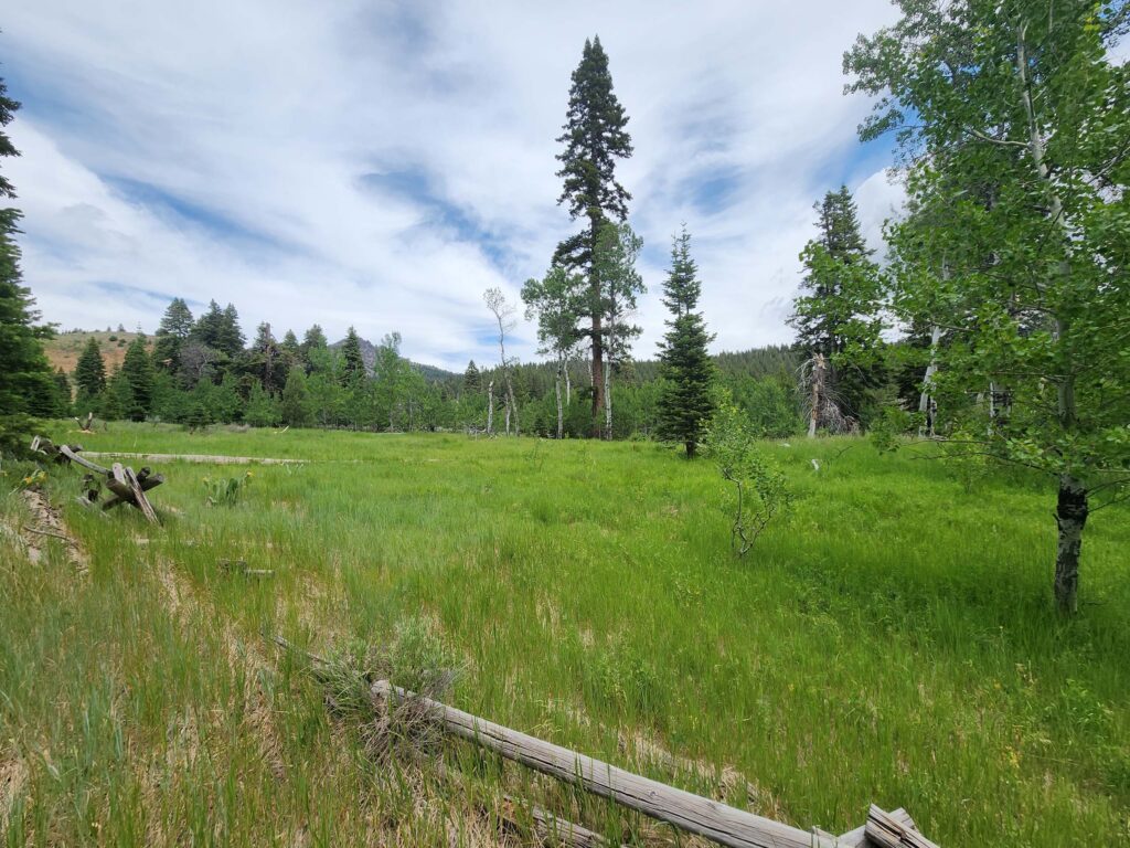 Meadow on upper Cedar Creek Tail. D. Burk.