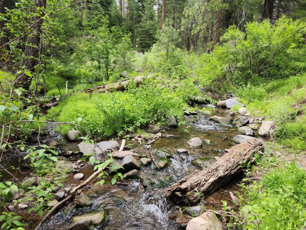 Cedar Creek. D. Burk.