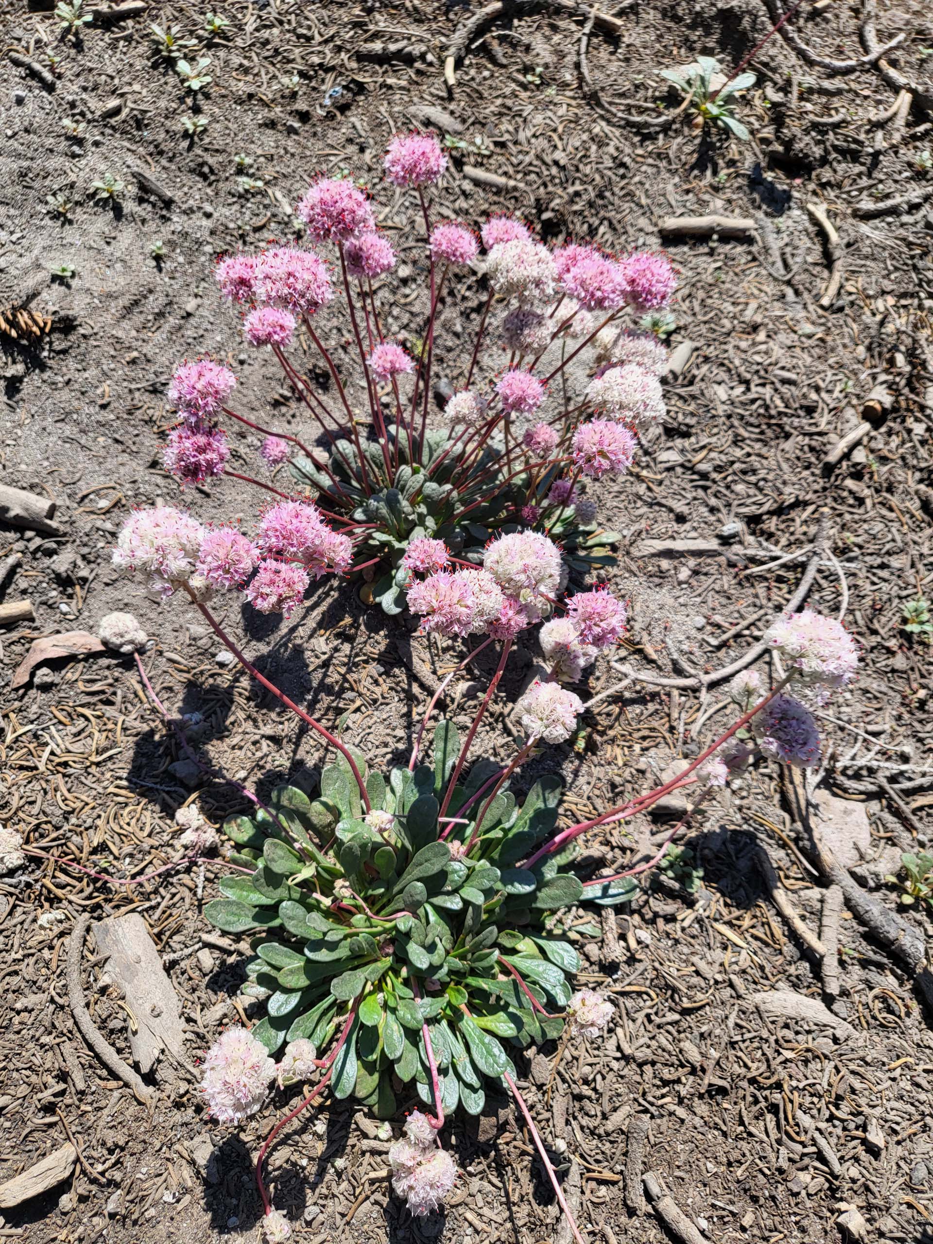 Pussypaws. D. Mandel. Crumbaugh and Cold Boiling lakes, Lassen Volcanic National Park, on the field trip of July 8, 2024.