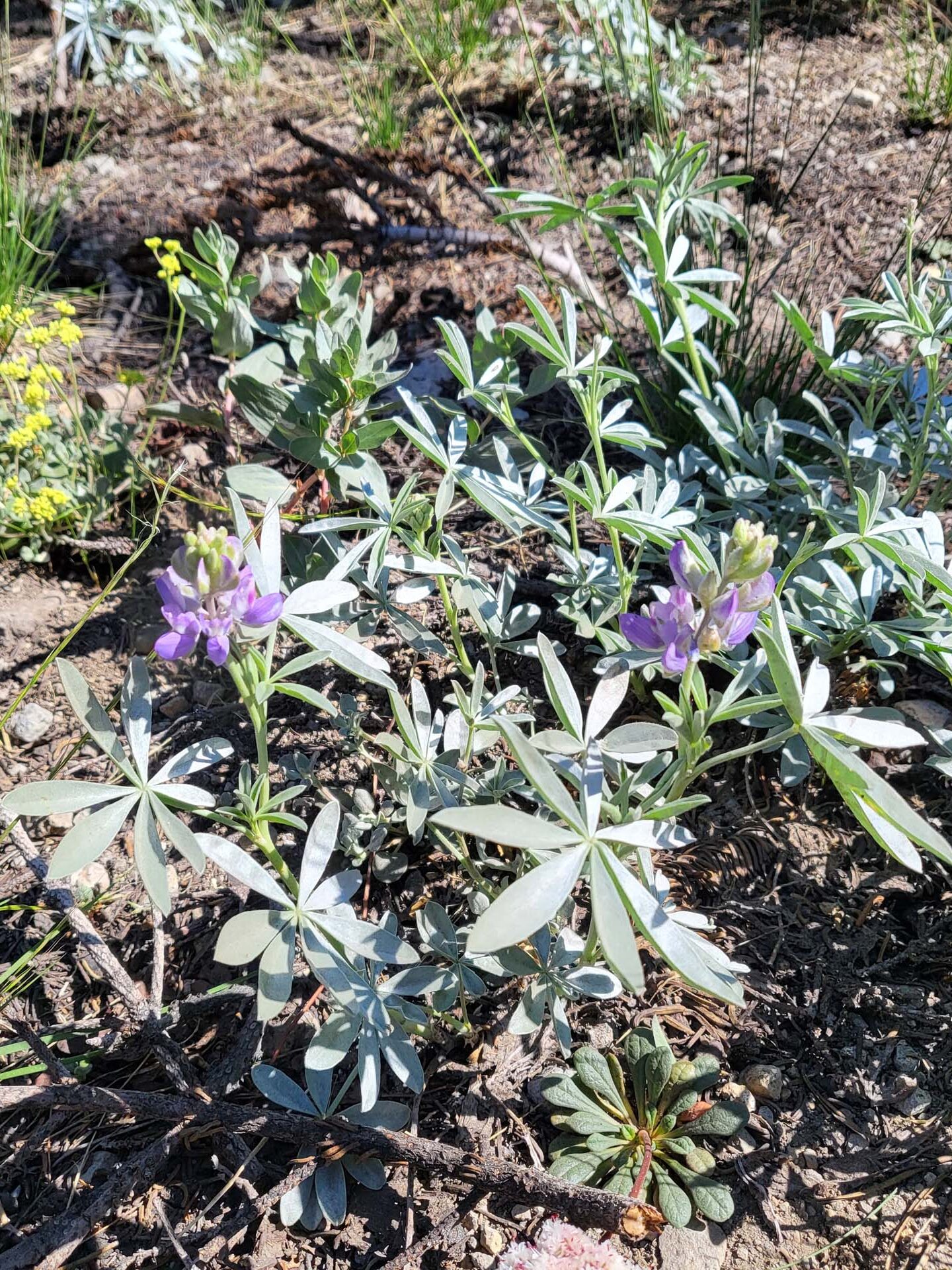 Satin lupine. D. Mandel. Crumbaugh and Cold Boiling lakes, Lassen Volcanic National Park, on the field trip of July 8, 2024.