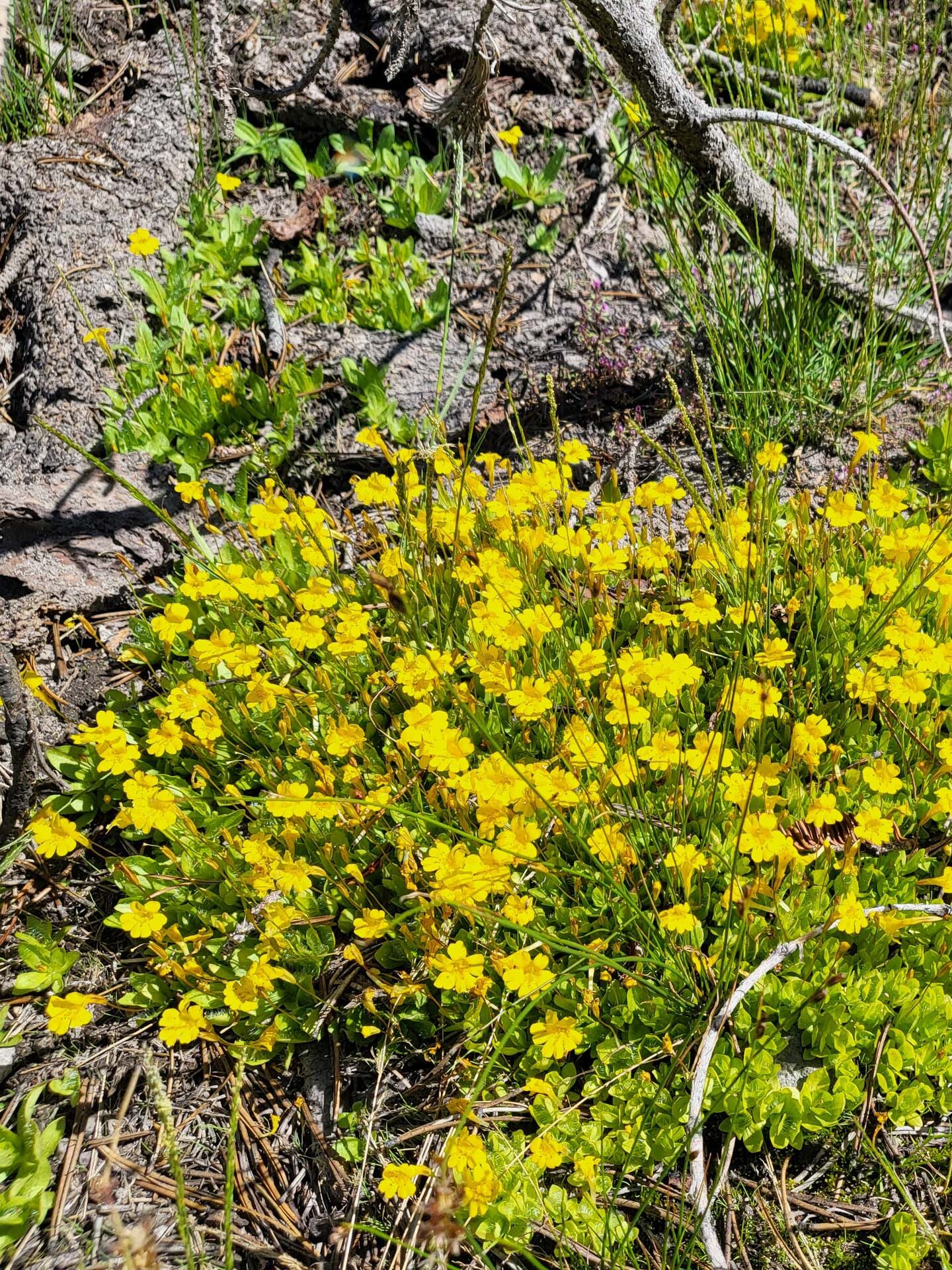 Tiling's monkeyflower. D. Mandel. Crumbaugh and Cold Boiling lakes, Lassen Volcanic National Park, on the field trip of July 8, 2024.