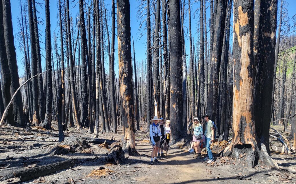 Dixie Fire burned trees. D. Mandel.